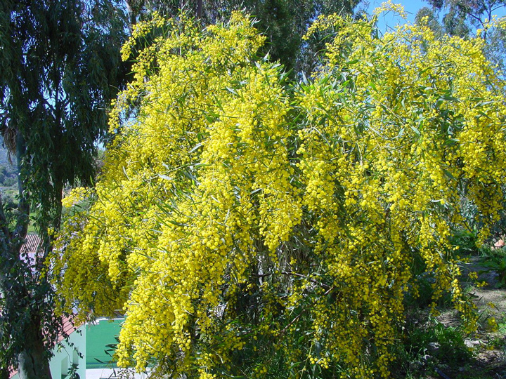 Mimosenbaum in Andalusien