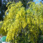 Mimosenbaum in Andalusien