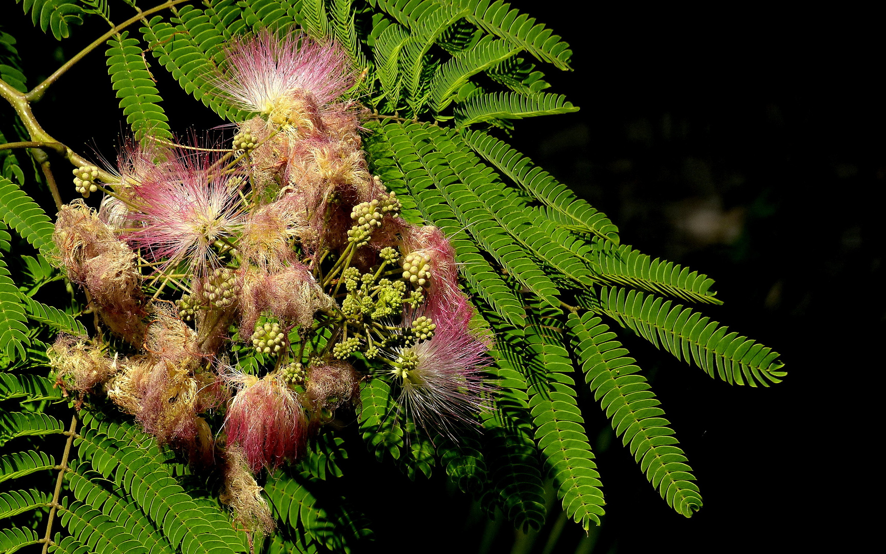 Mimosenbaum mit Blüte