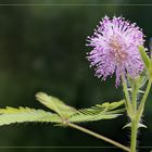 Mimosen_Blüte