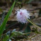  Mimosenblüte