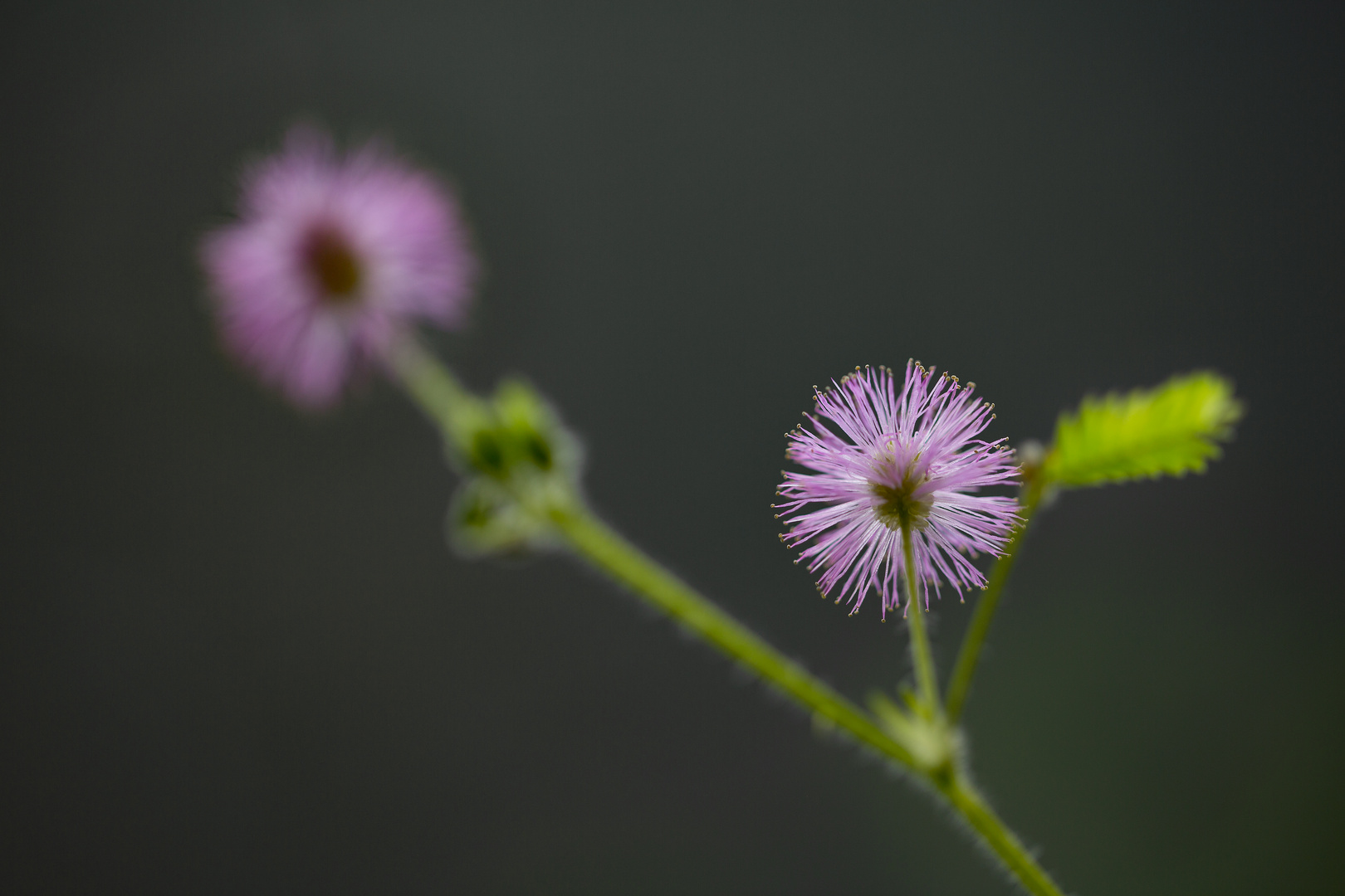 Mimosenblüte