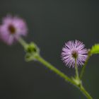 Mimosenblüte