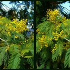 Mimosenblüte in der Provence