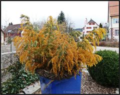 Mimosenblüten