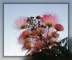 Mimosengewächs-- Regenbaum-Akazien