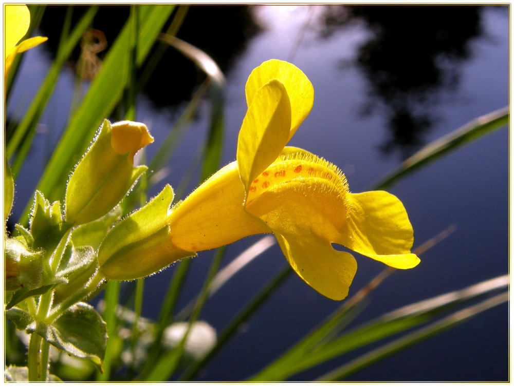 Mimulus -Gauklerblume