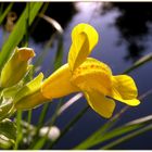 Mimulus -Gauklerblume