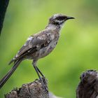 Mimus longicaudatus