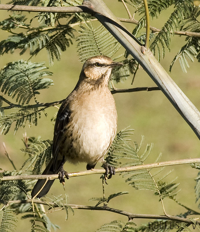 Mimus thenca o Tenca