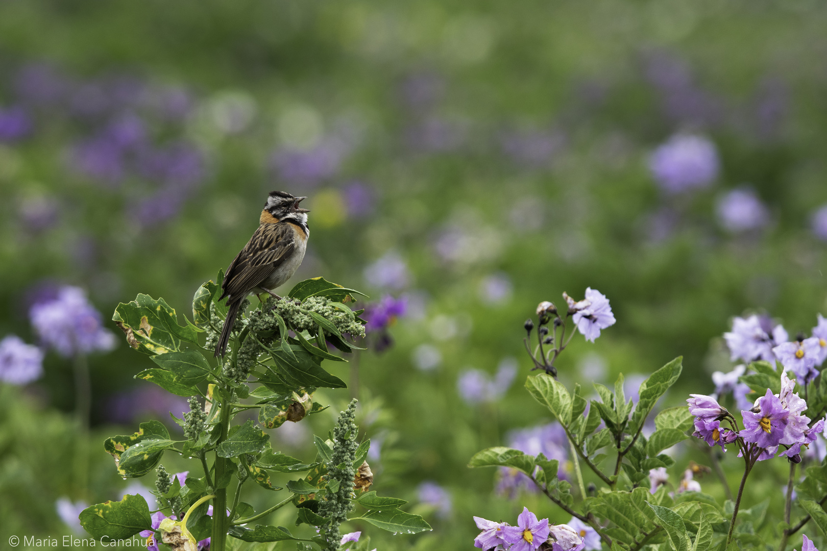 MIN_6977_RufousSparrowSingingPotato