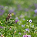 MIN_6977_RufousSparrowSingingPotato