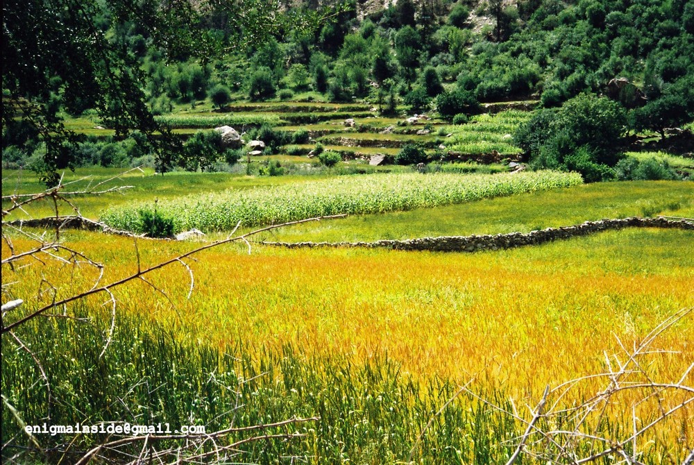 Minapun village (on way to Rakaposhi peak)