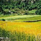 Minapun village (on way to Rakaposhi peak)