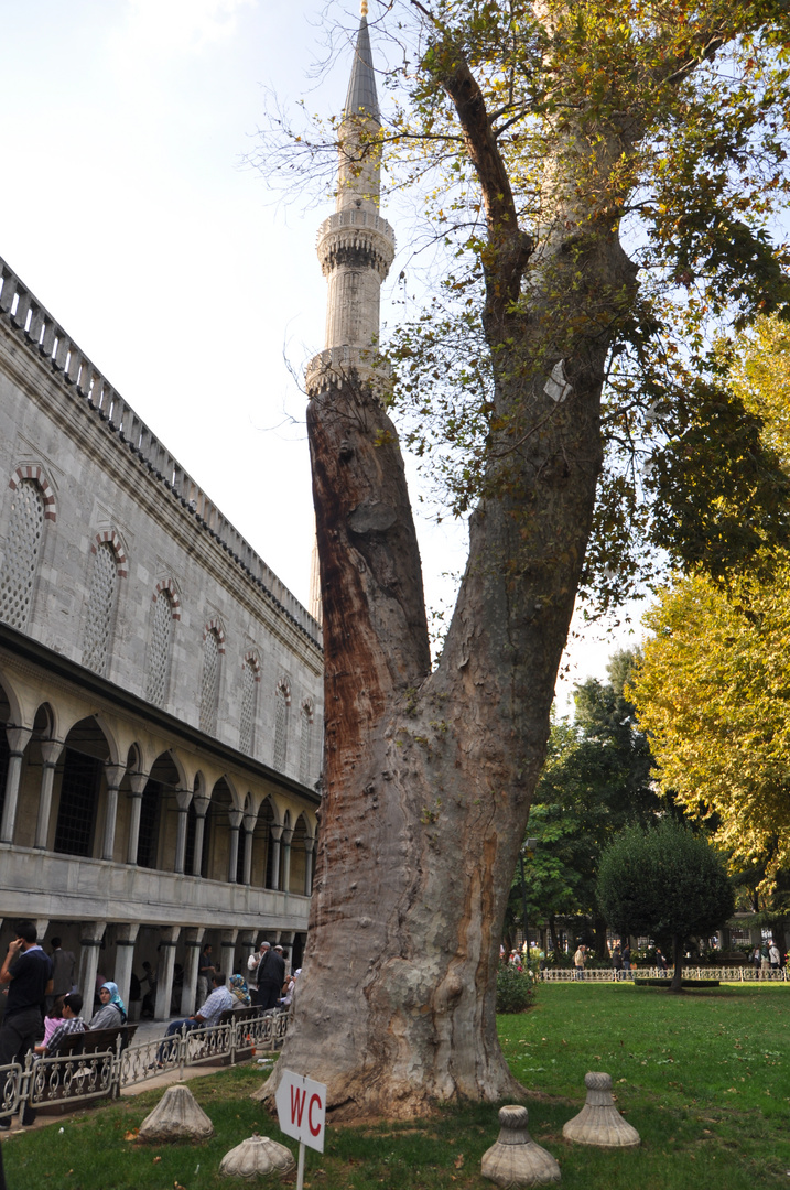 Minarett-Türme wachsen in Istanbul wie auf Bäumen :-)