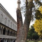Minarett-Türme wachsen in Istanbul wie auf Bäumen :-)