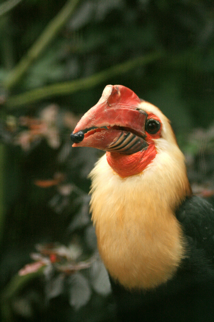 Mindanao-Hornvogel