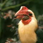 Mindanao-Hornvogel