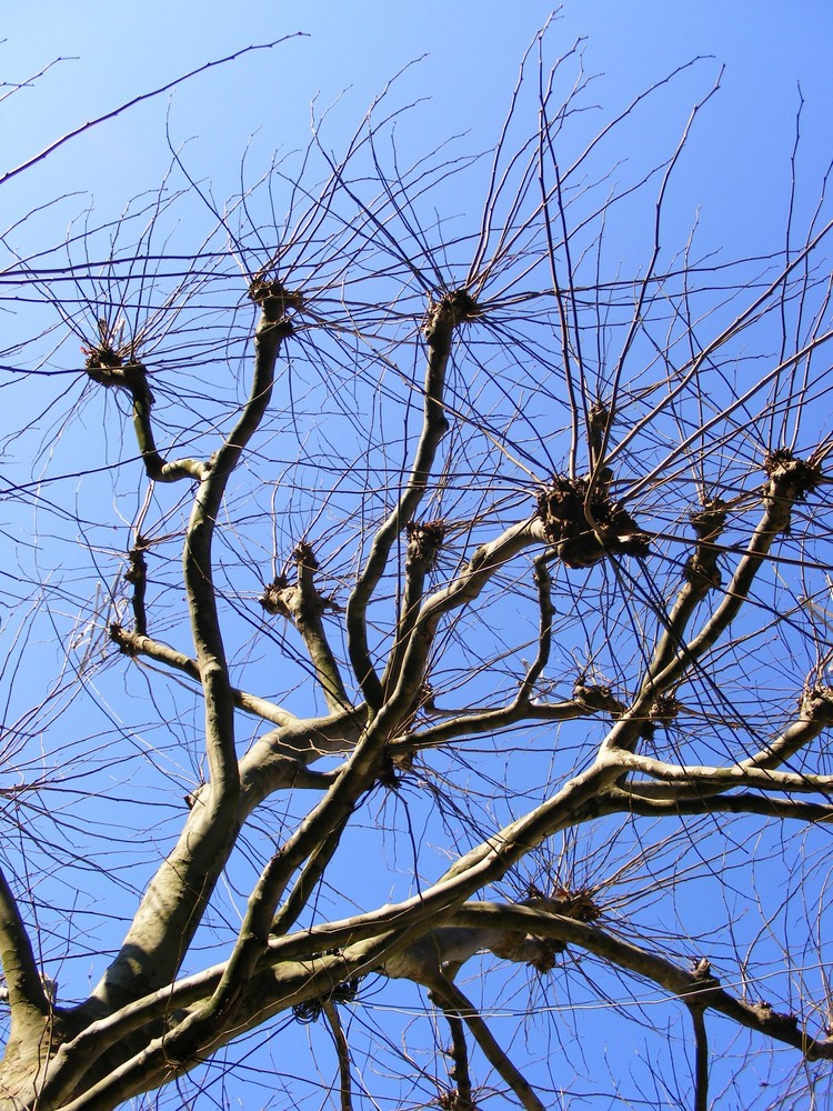 Mindener Baum