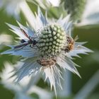 Mindestabstand auf der Distel