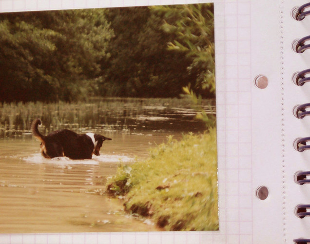 mindestens genausodummer hund in nem see.