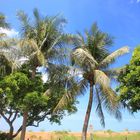 Mindil Beach Reserve, Darwin I