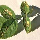 Minen einer Nepticula-(=Stigmatella-)Raupe an einer Gartenrose (Kleinschmetterl., Microlepidoptera)
