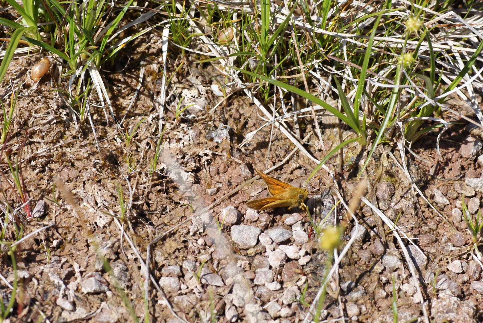 Mineralien schlürfen