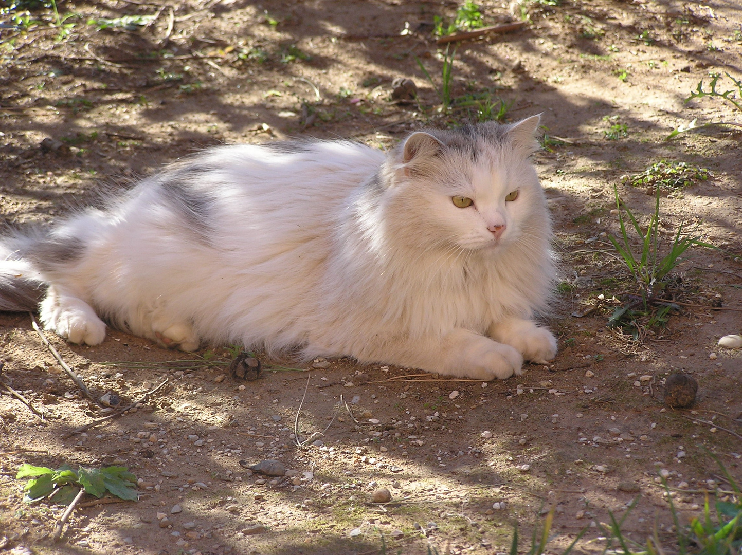 minette tranquille