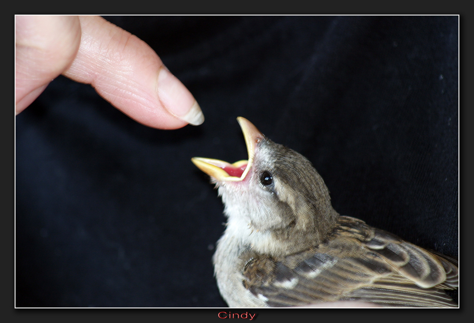 Mini-Adler