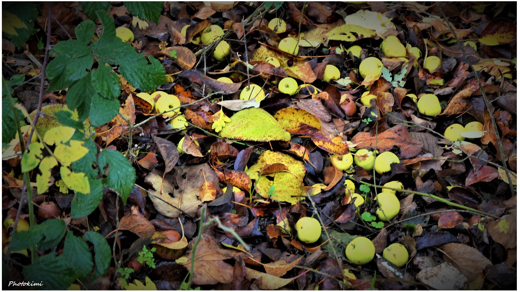 Mini-Äpfel auf dem Laubfall