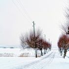 Mini-Allee mit Schnee