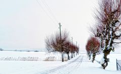 Mini-Allee mit Schnee