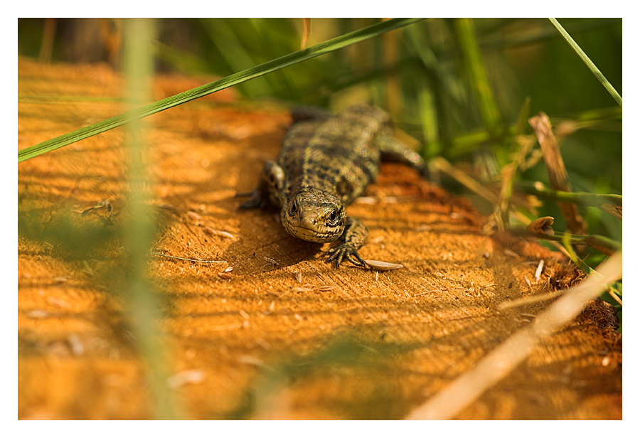 Mini Alligator ) Foto & Bild tiere, wildlife, amphibien & reptilien