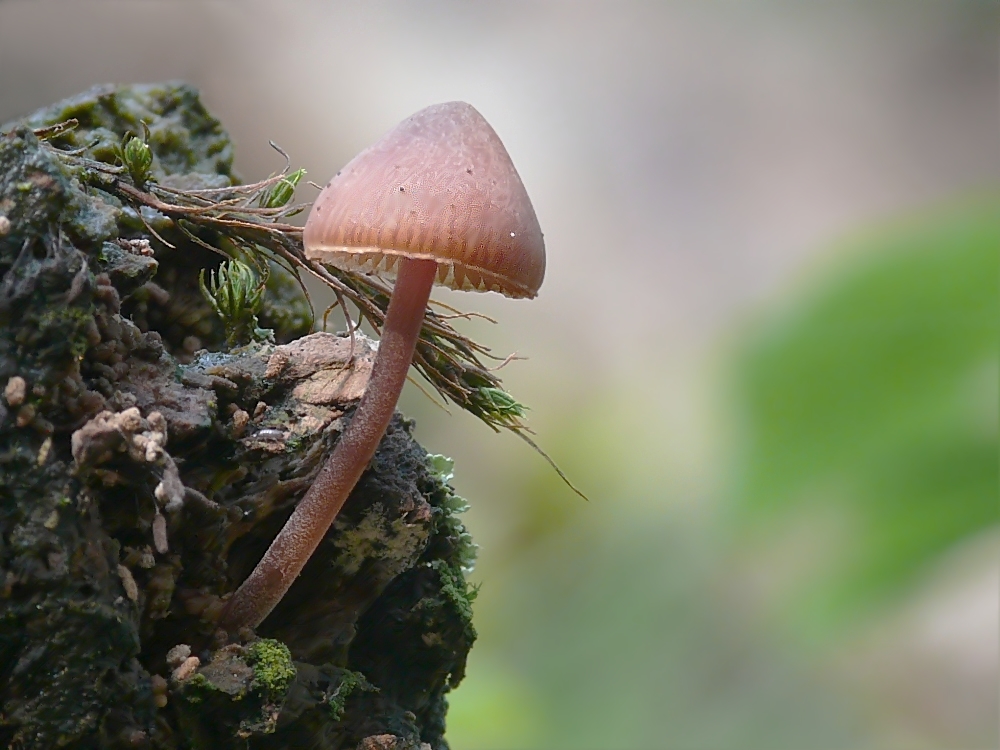 Mini am Ausgugg