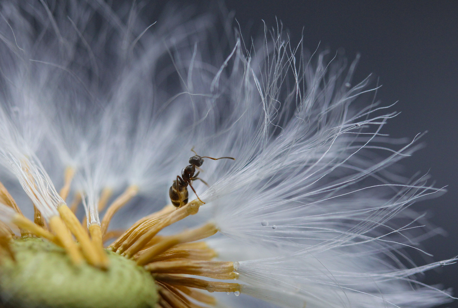                    -Mini Ameise in Pusteblume-