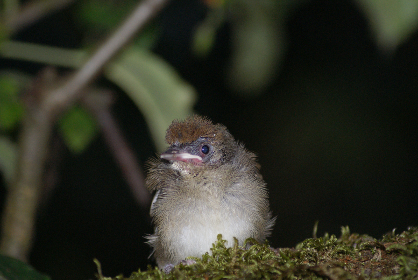 Mini-Amsel