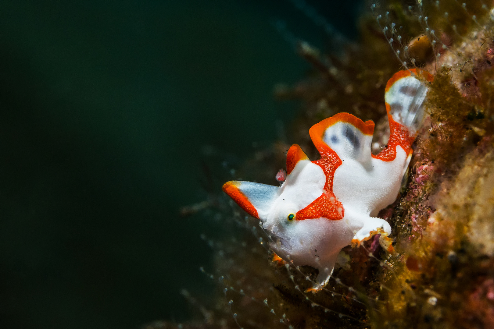 Mini- Anglerfisch Bali