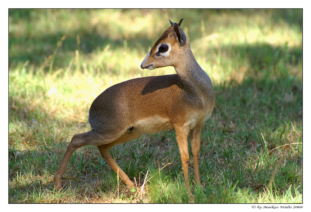 Mini-Antilope