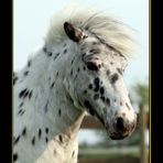 Mini-Appaloosa