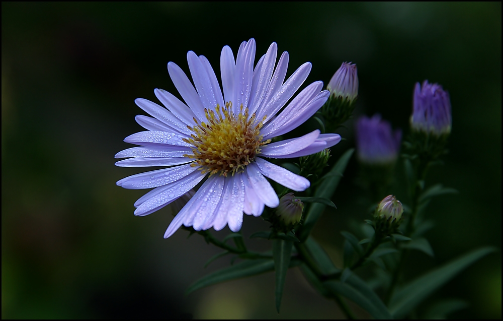 Mini-Aster