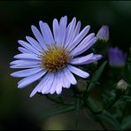 Mini-Aster