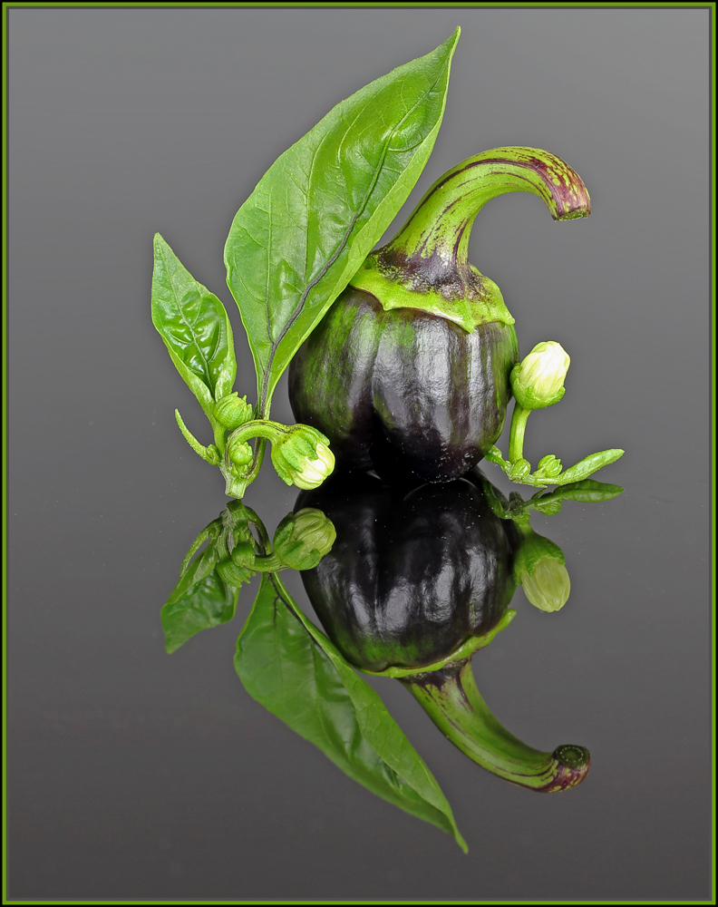 Mini Aubergine