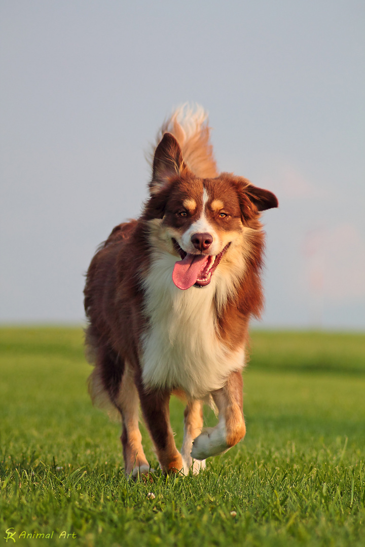 Mini Aussie Bär (: