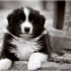 Mini Aussie