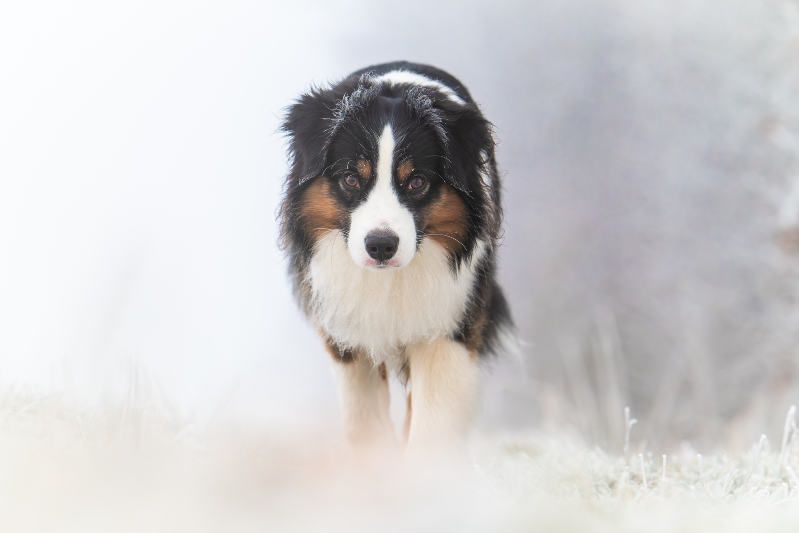 Mini- Aussie im Hochnebel 