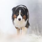 Mini- Aussie im Hochnebel 