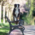 Mini Aussie im Rombergpark