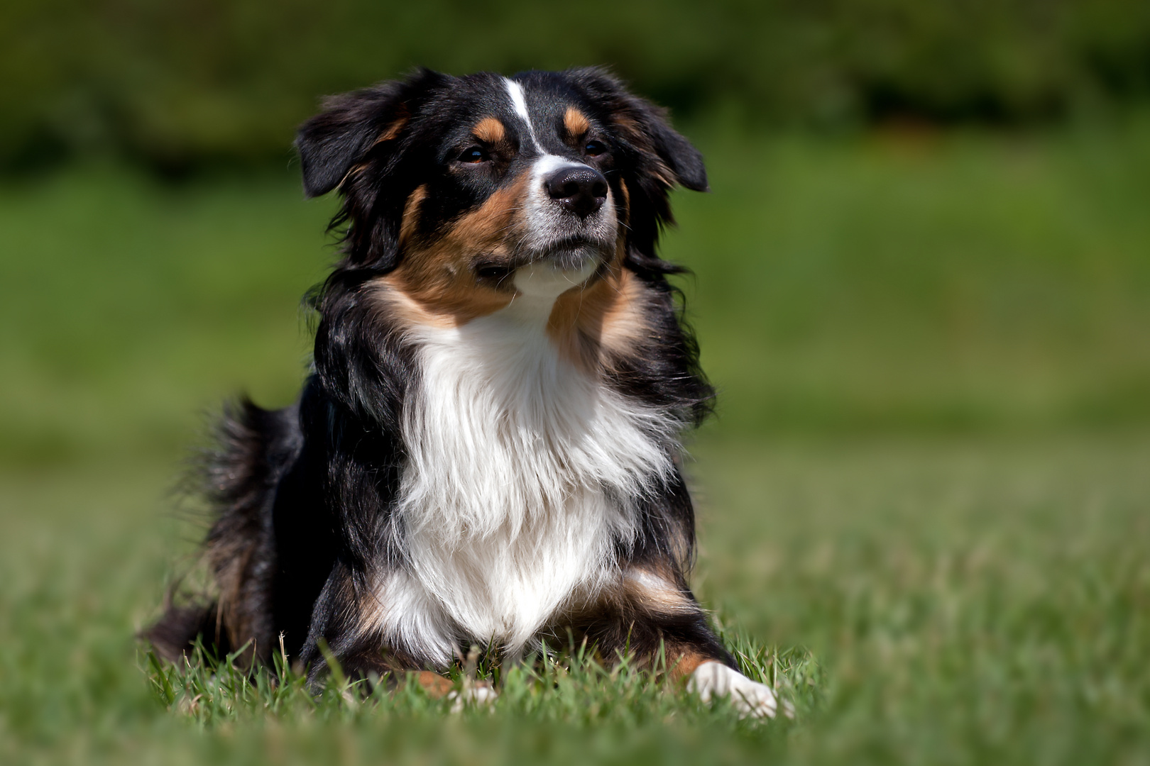 Mini-Aussie Kalle