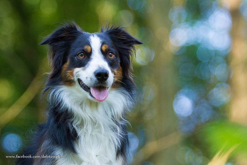 Mini Aussie Luna